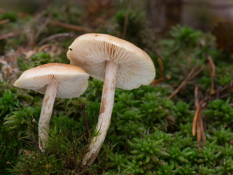 Pholiota subochracea